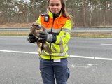 #3 - Roofvogel in nood gered op de snelweg